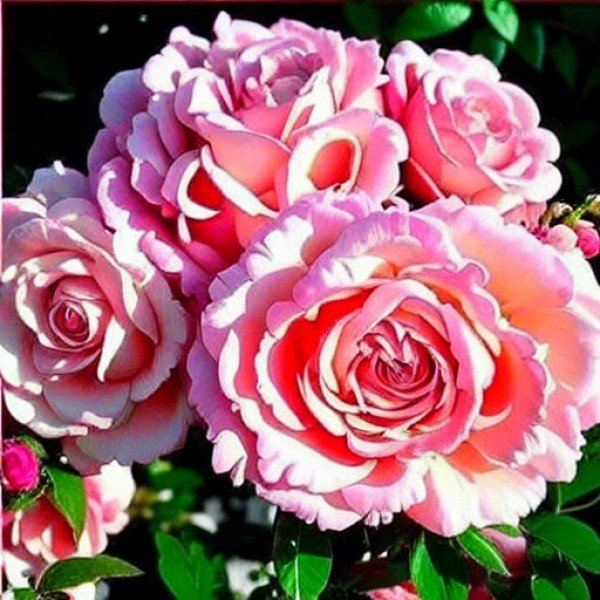 Роза флорибунда Боттичелли