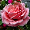 Роза флорибунда Боттичелли