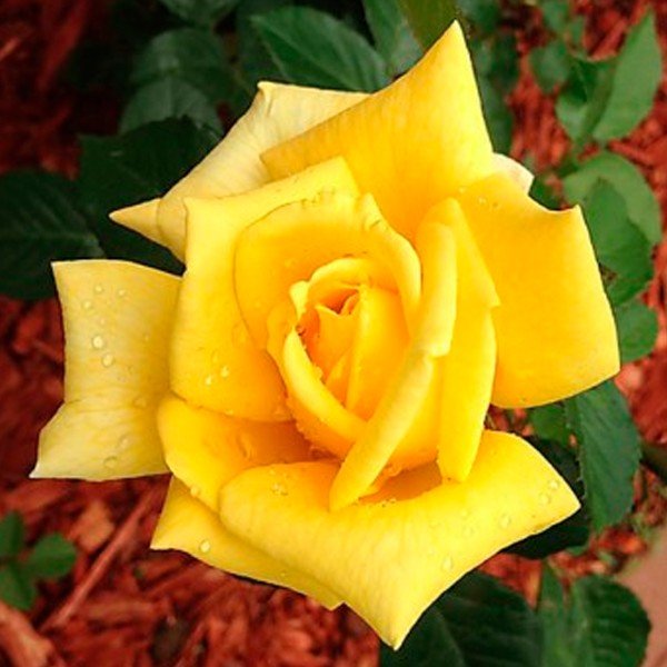 Беролина чайно-гибридная роза