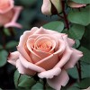 Роза чайно-гибридная "Ахенер Дом"