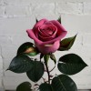 Роза чайно-гибридная "Ахенер Дом"
