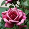Роза чайно-гибридная "Акапелла"