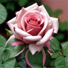 Роза чайно-гибридная "Аква"