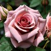 Роза чайно-гибридная "Биколет"
