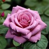 Роза чайно-гибридная "Кул Ватэ"