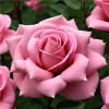 Роза чайно-гибридная "Дам де Кер"