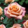 Роза чайно-гибридная "Голден Лидер"