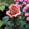 Роза чайно-гибридная "Гранд Шато"