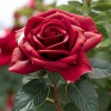 Роза чайно-гибридная "Кардинал"