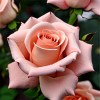 Роза чайно-гибридная "Ла Перла"