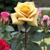 Роза чайно-гибридная "Ландора"