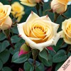 Роза чайно-гибридная "Ландора"