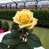 Роза чайно-гибридная Пульман Ориент Экспресс