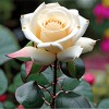 Роза чайно-гибридная "Вайт Викенд"