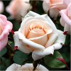Роза чайно-гибридная "Вайт Викенд"