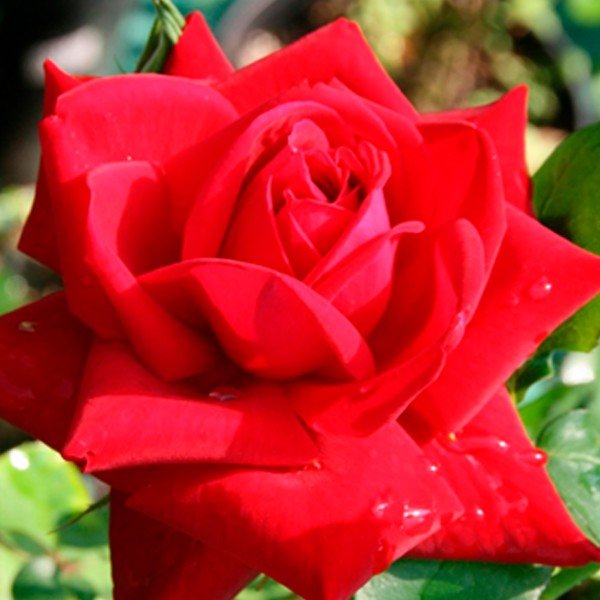 Роза чайно-гибридная Дам де Кер (Dame de Coeur)