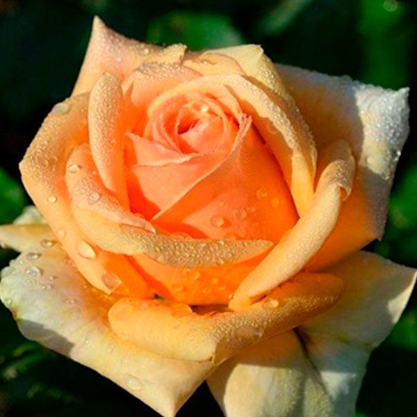 Роза чайно-гибридная Гейша (Geisha)