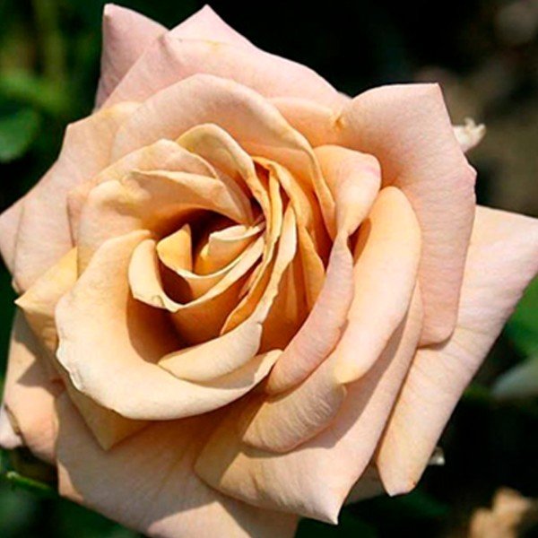 Роза чайно-гибридная Гран Могул (Grand Mogul)