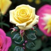 Роза миниатюрная Бэби Романтика