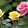 Роза миниатюрная Бэби Романтика