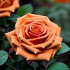 Роза миниатюрная Корсо
