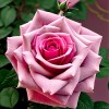 Роза миниатюрная Дегенхарт