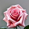 Роза миниатюрная Дегенхарт