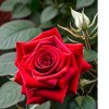 Роза миниатюрная Данко Писта