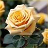 Роза миниатюрная Голден Мейландина