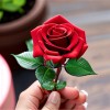 Роза миниатюрная Шугар Беби