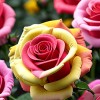 Роза миниатюрная Триколор