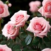Роза английская парковая Батшеба