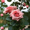 Роза английская парковая Габриэль Оук