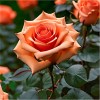 Роза английская парковая Грейс