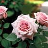 Роза английская парковая Харлоу Карр