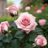 Роза английская парковая Харлоу Карр