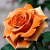 Роза английская парковая Краун Принцесс Маргарет