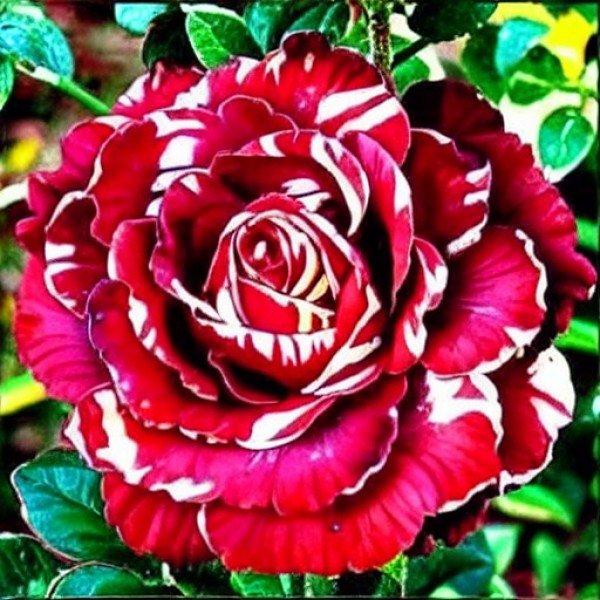Роза плетистая Брауни