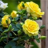 Роза почвопокровная Йеллоу Марин