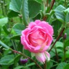 Роза почвопокровная Пат Де Велюр
