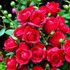 Роза почвопокровная Ред Фэйри