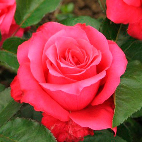 Роза чайно-гибридная Венроза (Venrosa)