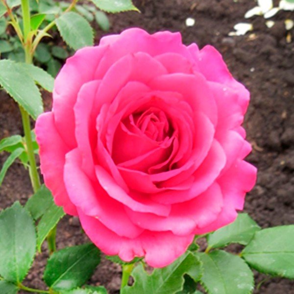 Роза чайно-гибридная Виен роуз (Vien rose)