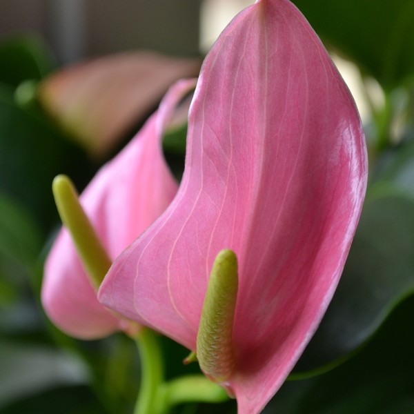 Антуриум (Anthurium) (розовый цвет)