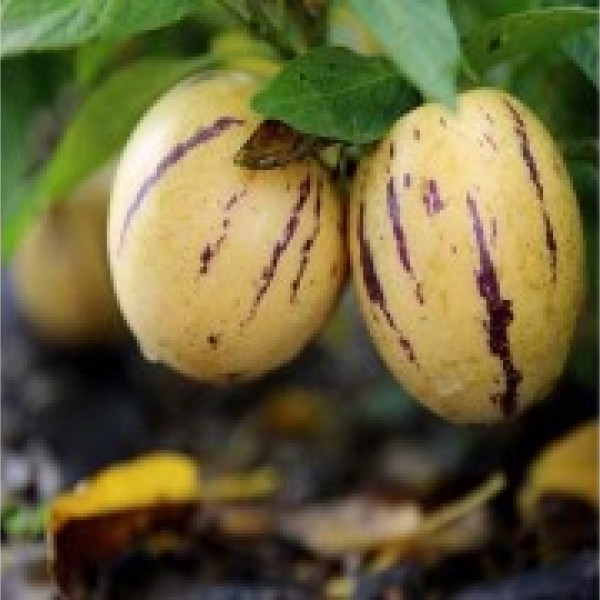 Пепино (Solanum)