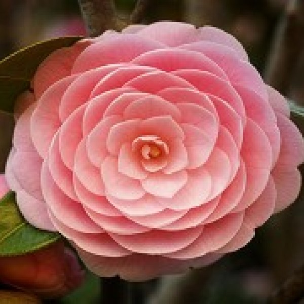 Камелия (розовый цвет)